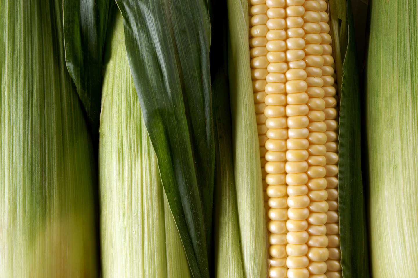 maize image