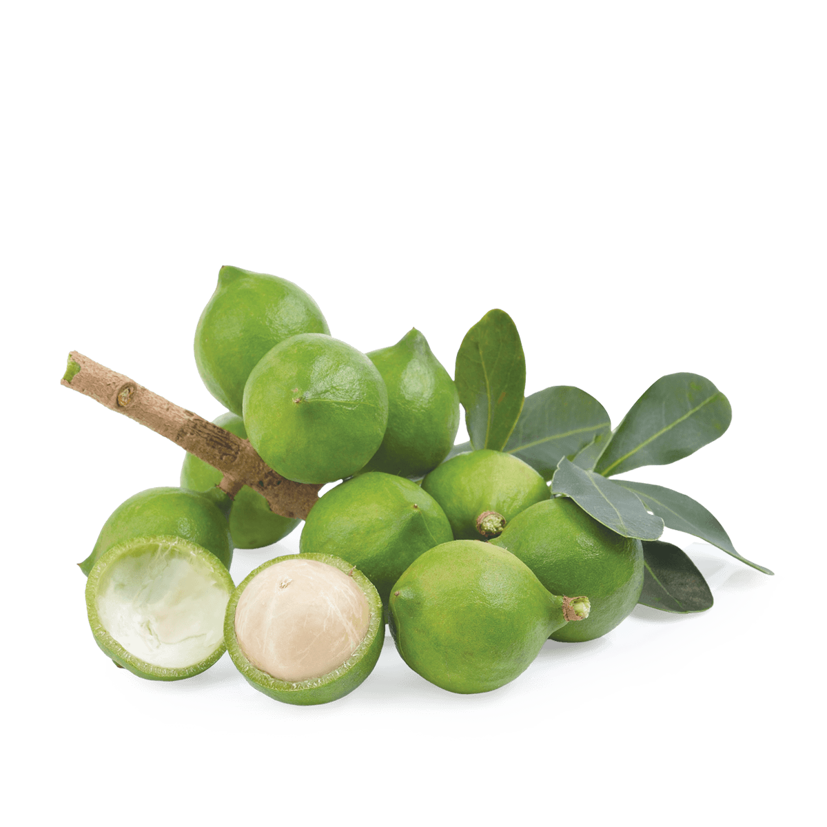 macadamia nuts